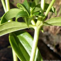 Exacum macranthum Arn. ex Griseb.
